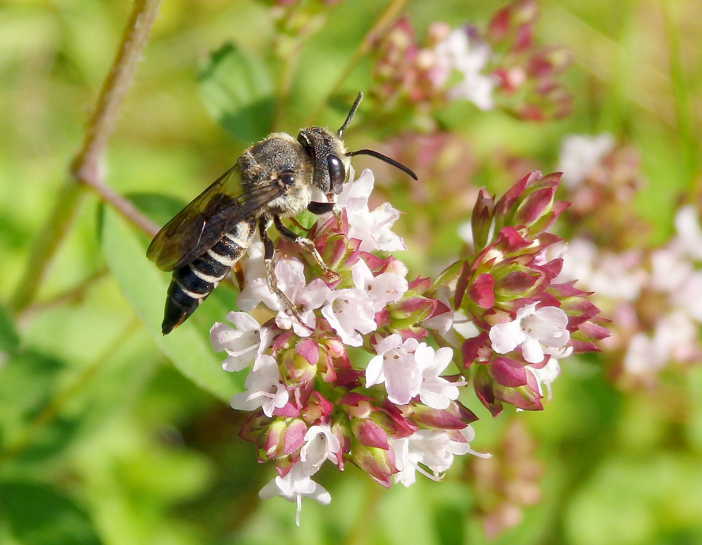 Kegelbiene - vielleicht die Stacheltragende Kegelbiene (Coelioxys echinata) ??