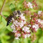 Kegelbiene - vielleicht die Stacheltragende Kegelbiene (Coelioxys echinata) ??