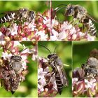 Kegelbiene - vielleicht die Stacheltragende Kegelbiene (Coelioxys echinata) ??