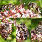 Kegelbiene - vielleicht die Stacheltragende Kegelbiene (Coelioxys echinata) ??