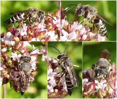 Kegelbiene - vielleicht die Stacheltragende Kegelbiene (Coelioxys echinata) ??