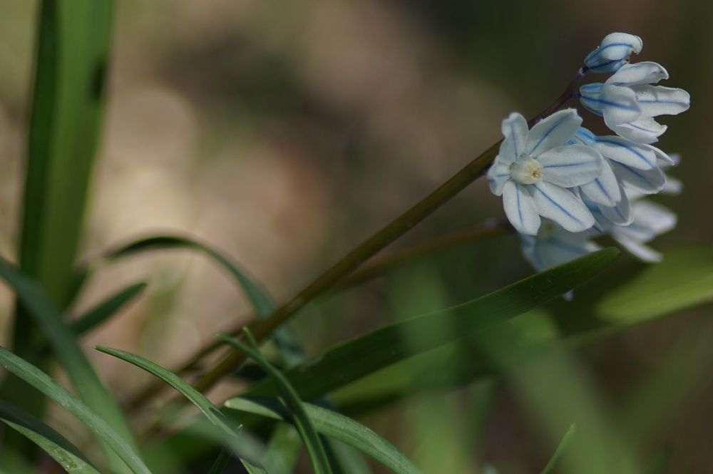 Kegelblume