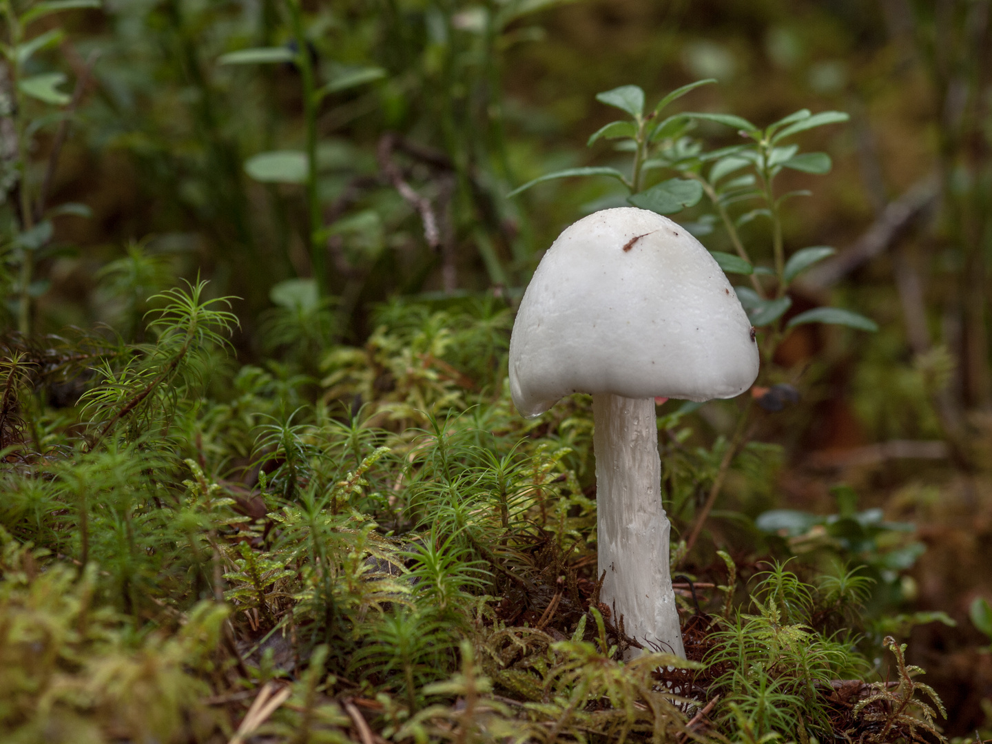 Kegelhütige Knollenblätterpilz (Amanita virosa) 