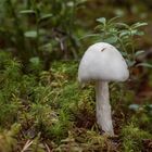 Kegelhütige Knollenblätterpilz (Amanita virosa) 