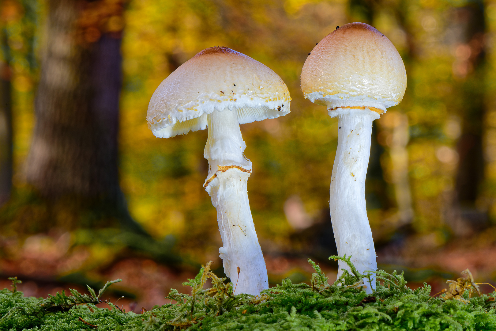 Kegelhütiger Knollenblätterpilz, Amanita virosa Foto
