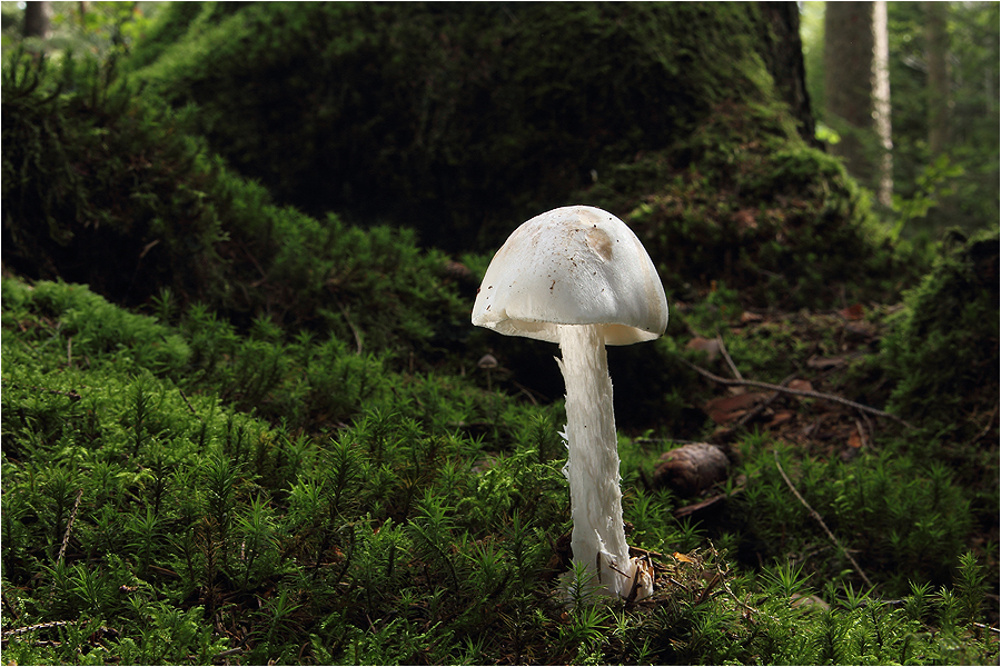 Kegelhütiger Knollenblätterpilz (Amanita virosa)