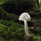 Kegelhütiger Knollenblätterpilz (Amanita virosa)