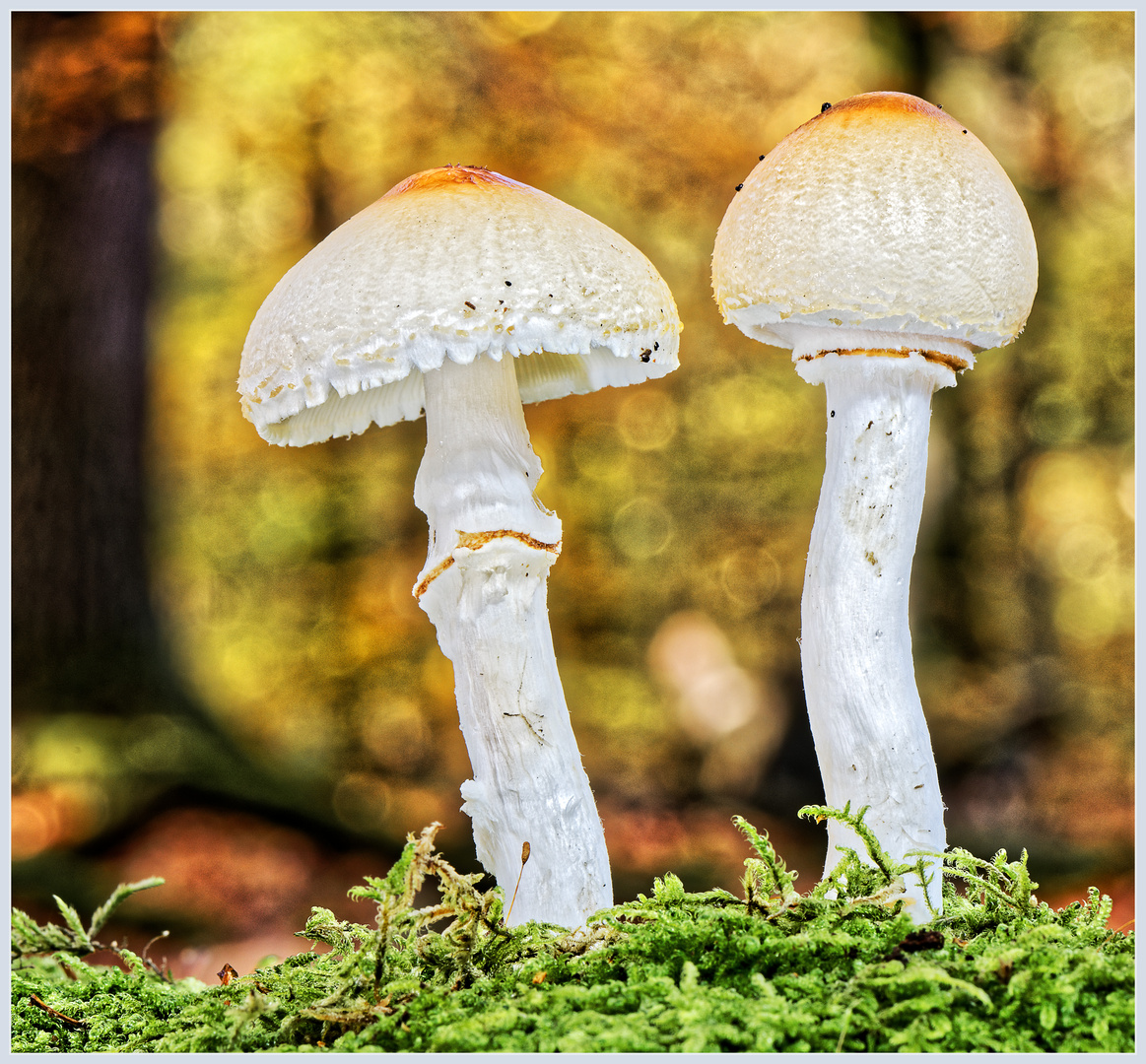 Kegelhütiger Knollenblätterpilz, Amanita virosa