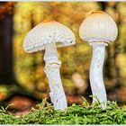 Kegelhütiger Knollenblätterpilz, Amanita virosa