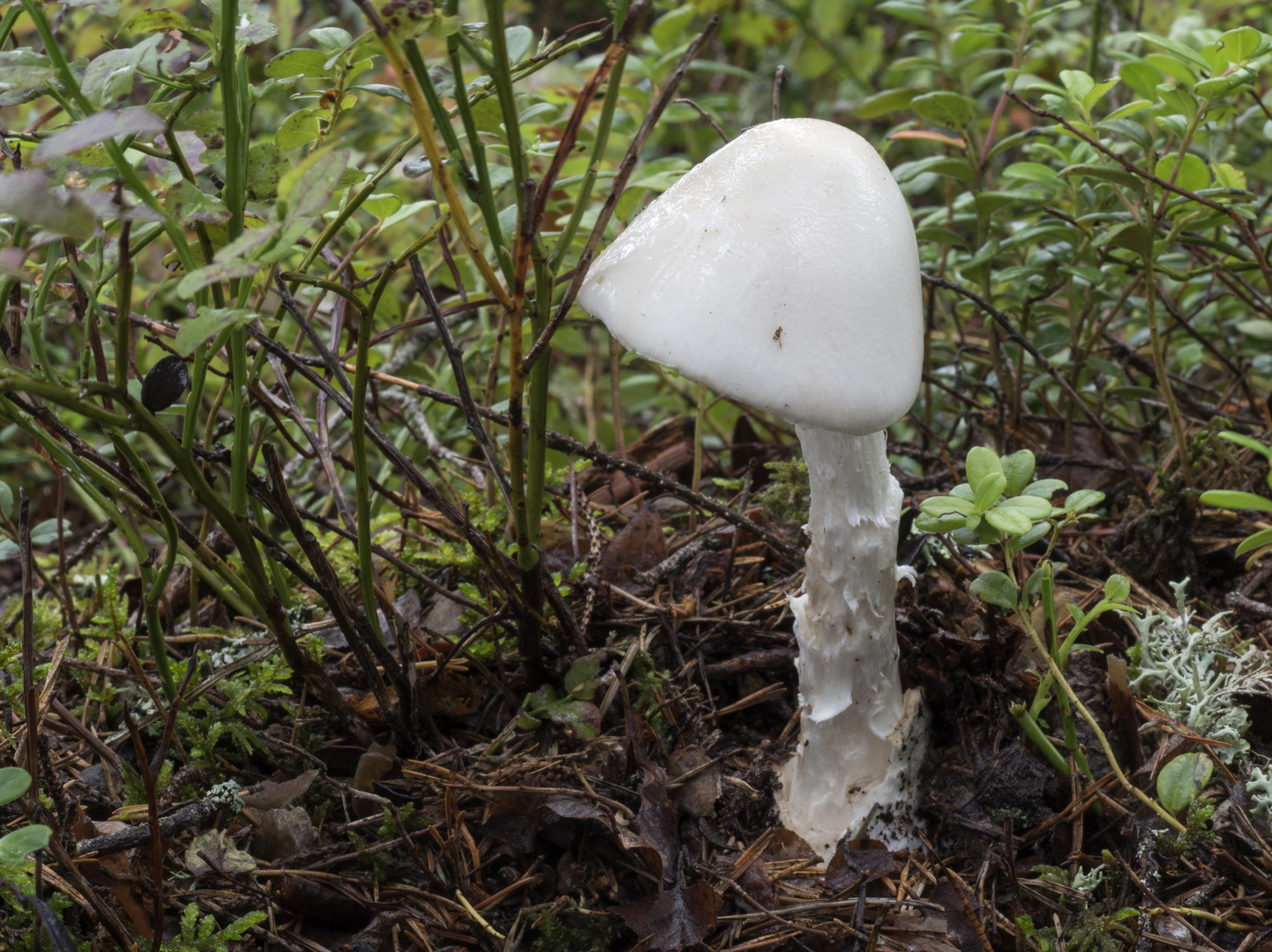 Kegelhütiger Knollenblätterpilz (Amanita virosa)