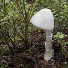 Kegelhütiger Knollenblätterpilz (Amanita virosa)