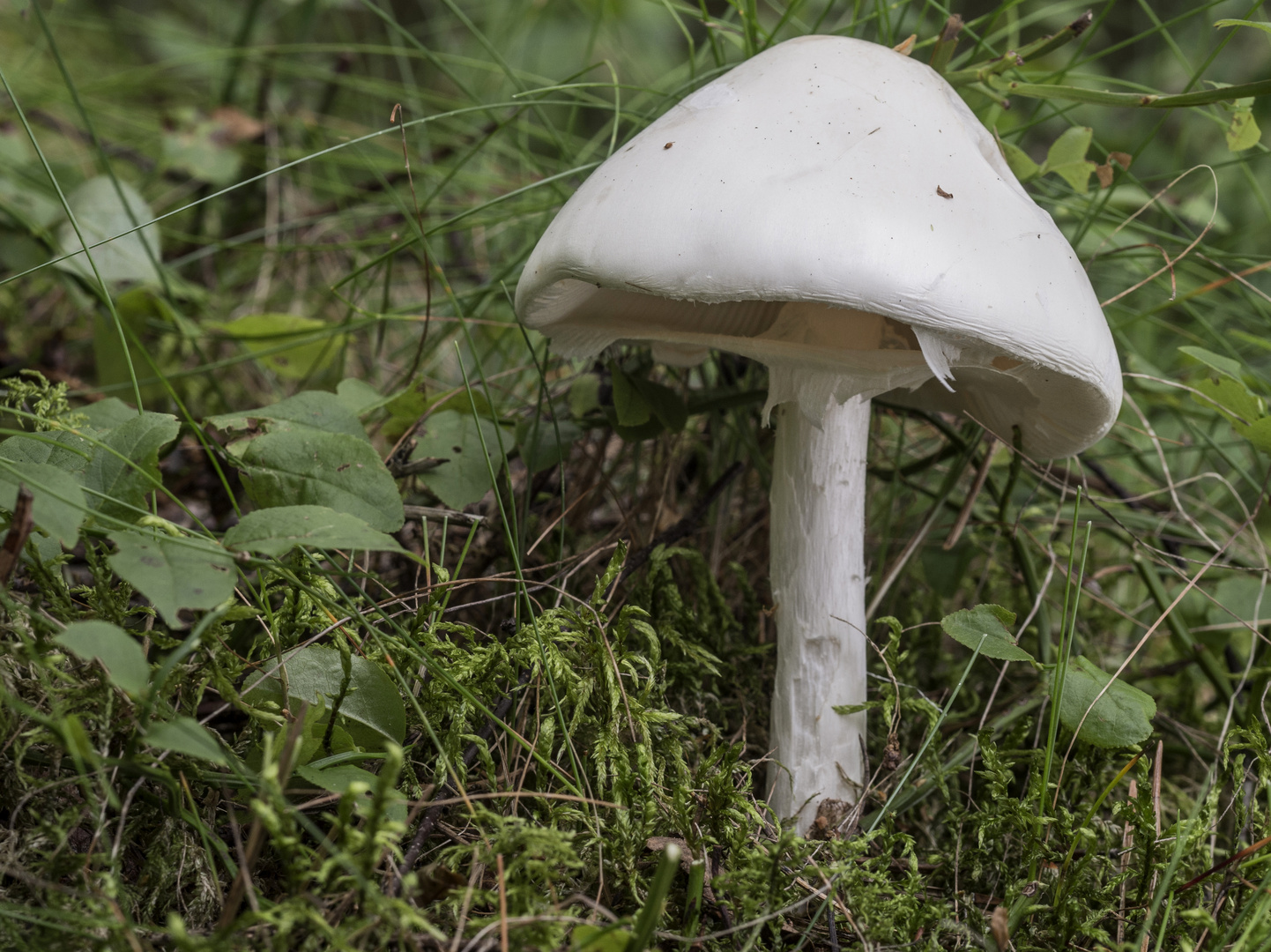 Kegelhütiger Knollenblätterpilz (Amanita virosa)