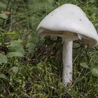 Kegelhütiger Knollenblätterpilz (Amanita virosa)