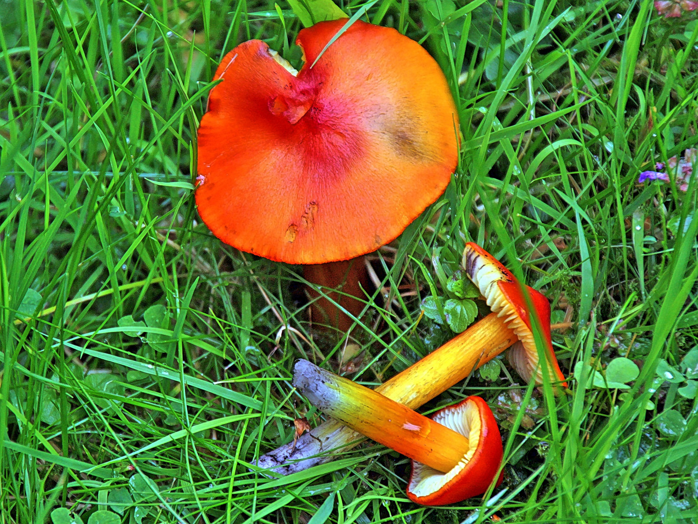 Kegelige oder Schwärzende Saftling (Hygrocybe conica)