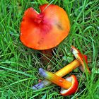 Kegelige oder Schwärzende Saftling (Hygrocybe conica)