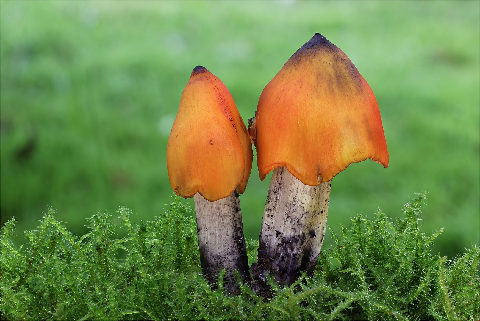 Kegeliger Saftling, Schwärzender Saftling (Hygrocybe conica)