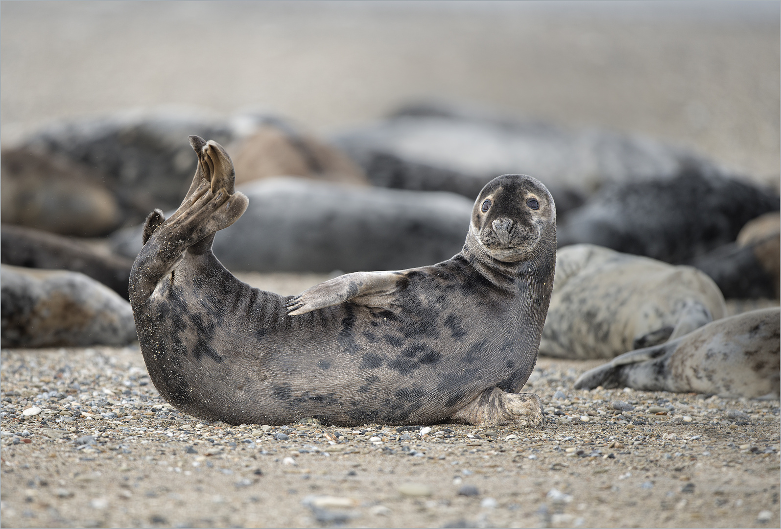 Kegelrobbe Foto & Bild | tiere, natur, wildlife Bilder auf fotocommunity