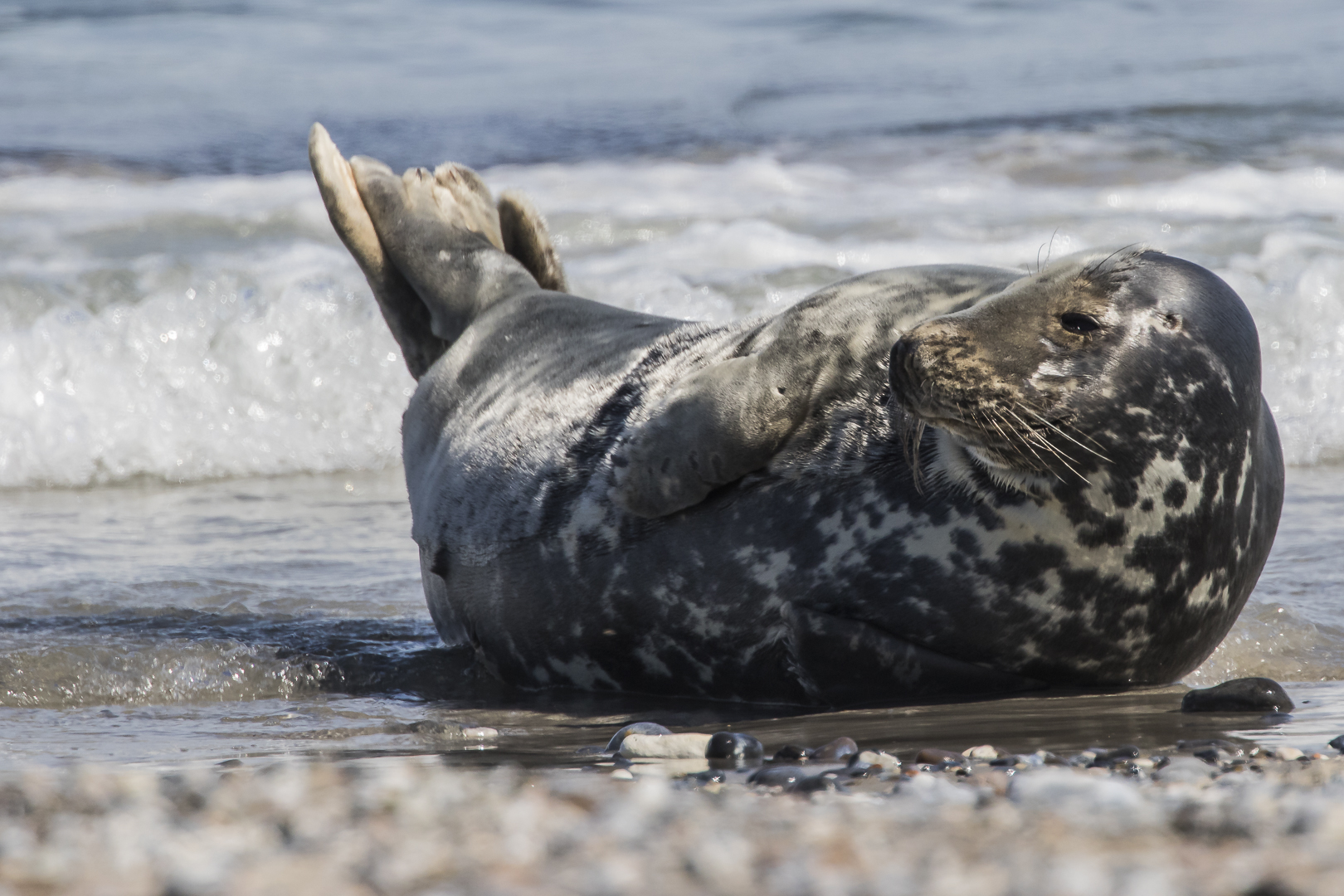 Kegelrobbe Foto & Bild | natur, europa, tiere Bilder auf fotocommunity