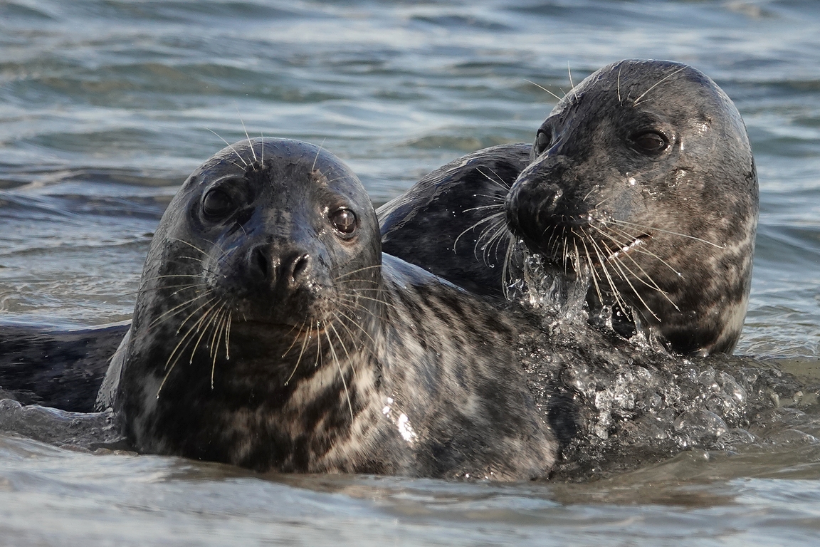 Kegelrobbe Foto & Bild | tiere, wildlife, wild lebende vögel Bilder auf fotocommunity