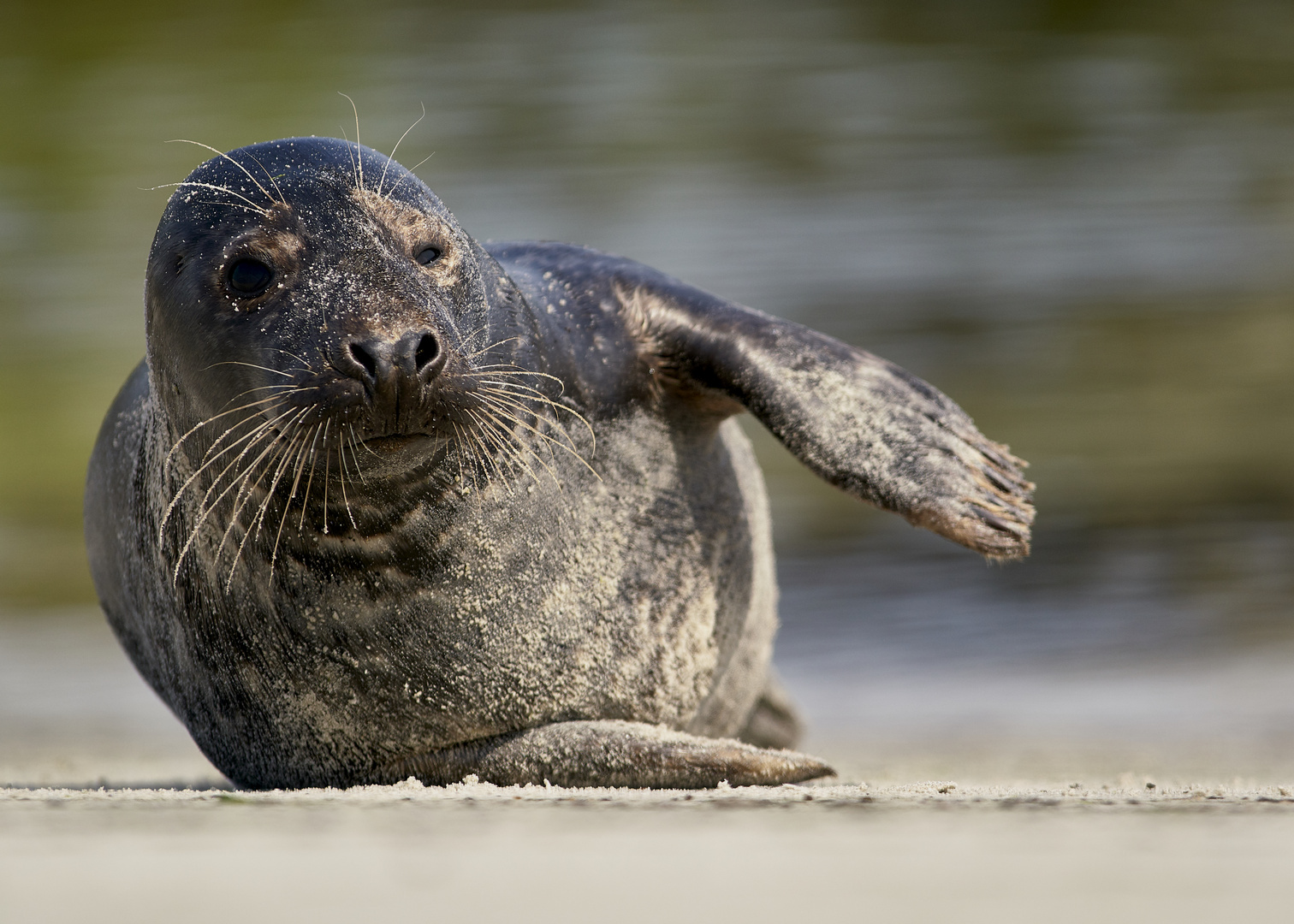 Kegelrobbe am Strand 