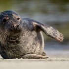 Kegelrobbe am Strand 