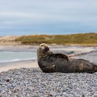 Kegelrobbe am Strand