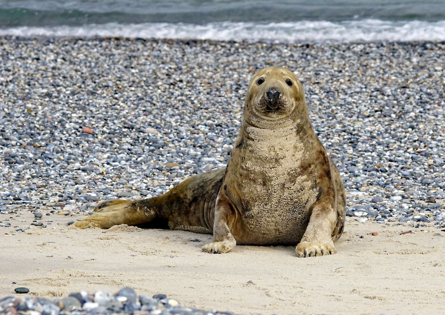 Kegelrobbe  am Strand von Helgoland ( Düne) 