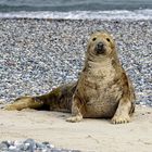 Kegelrobbe  am Strand von Helgoland ( Düne) 