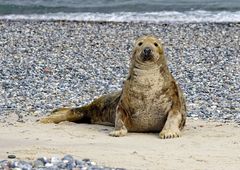 Kegelrobbe  am Strand von Helgoland ( Düne) 