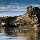 Kegelrobbe auf der Düne Helgoland