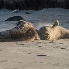 Kegelrobbe auf Helgoland