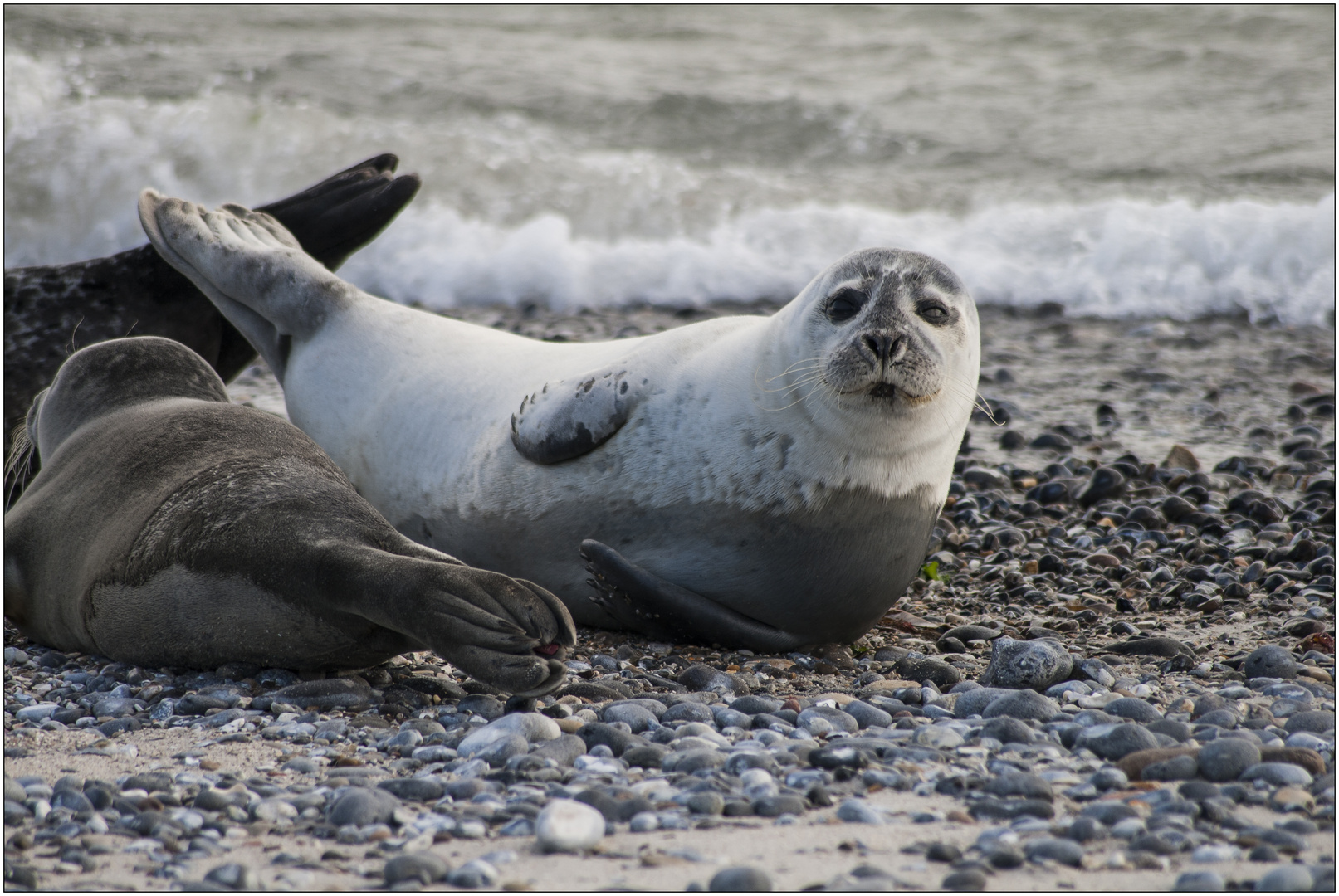 Kegelrobbe auf Helgoland (04.10.2011) #1