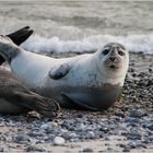 Kegelrobbe auf Helgoland (04.10.2011) #1