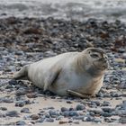 Kegelrobbe auf Helgoland (04.10.2011) #2