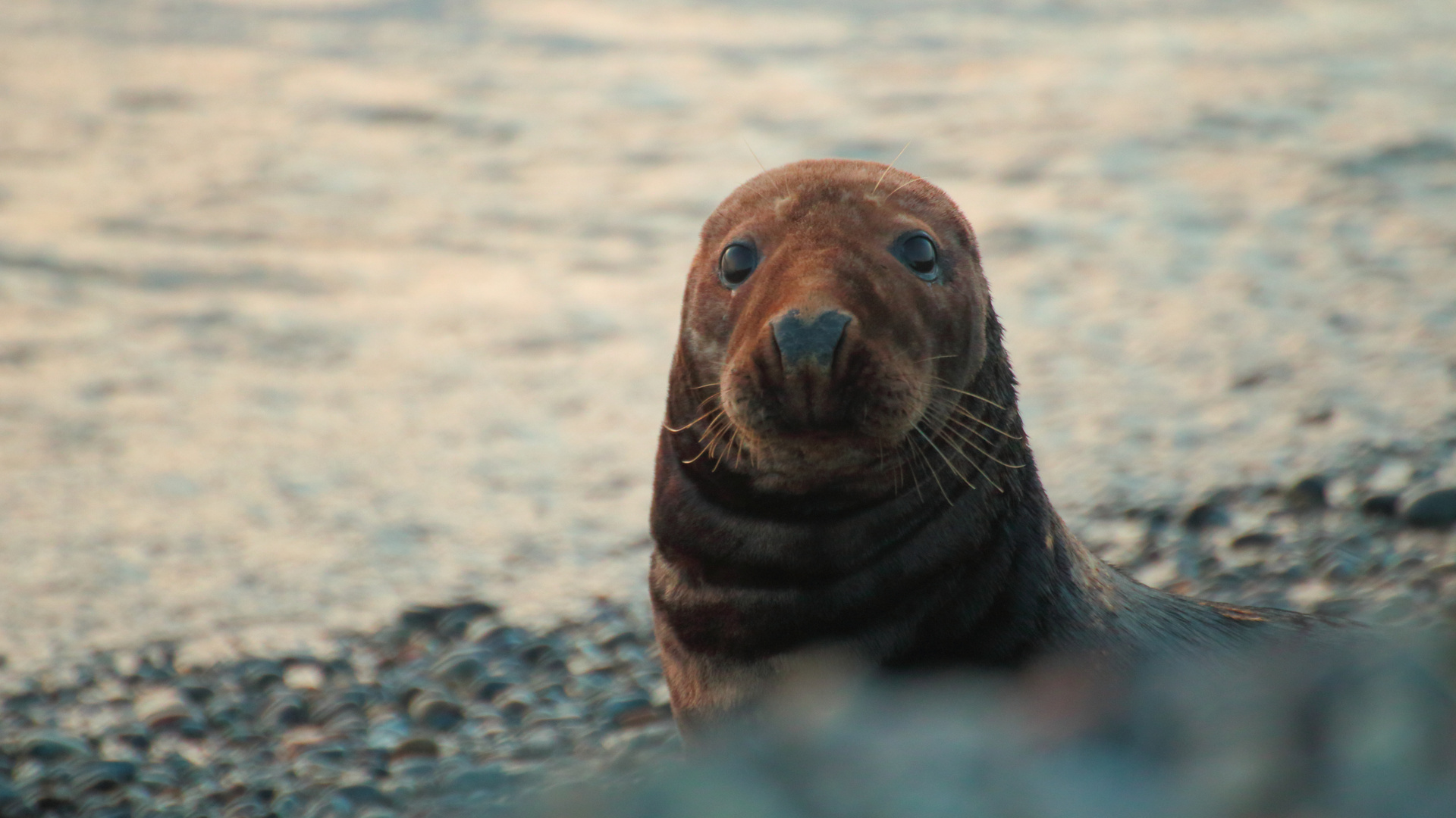 Kegelrobbe auf Helgoland