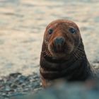 Kegelrobbe auf Helgoland