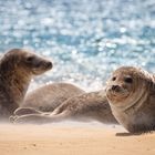 Kegelrobbe auf Helgoland