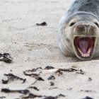 Kegelrobbe auf Helgoland