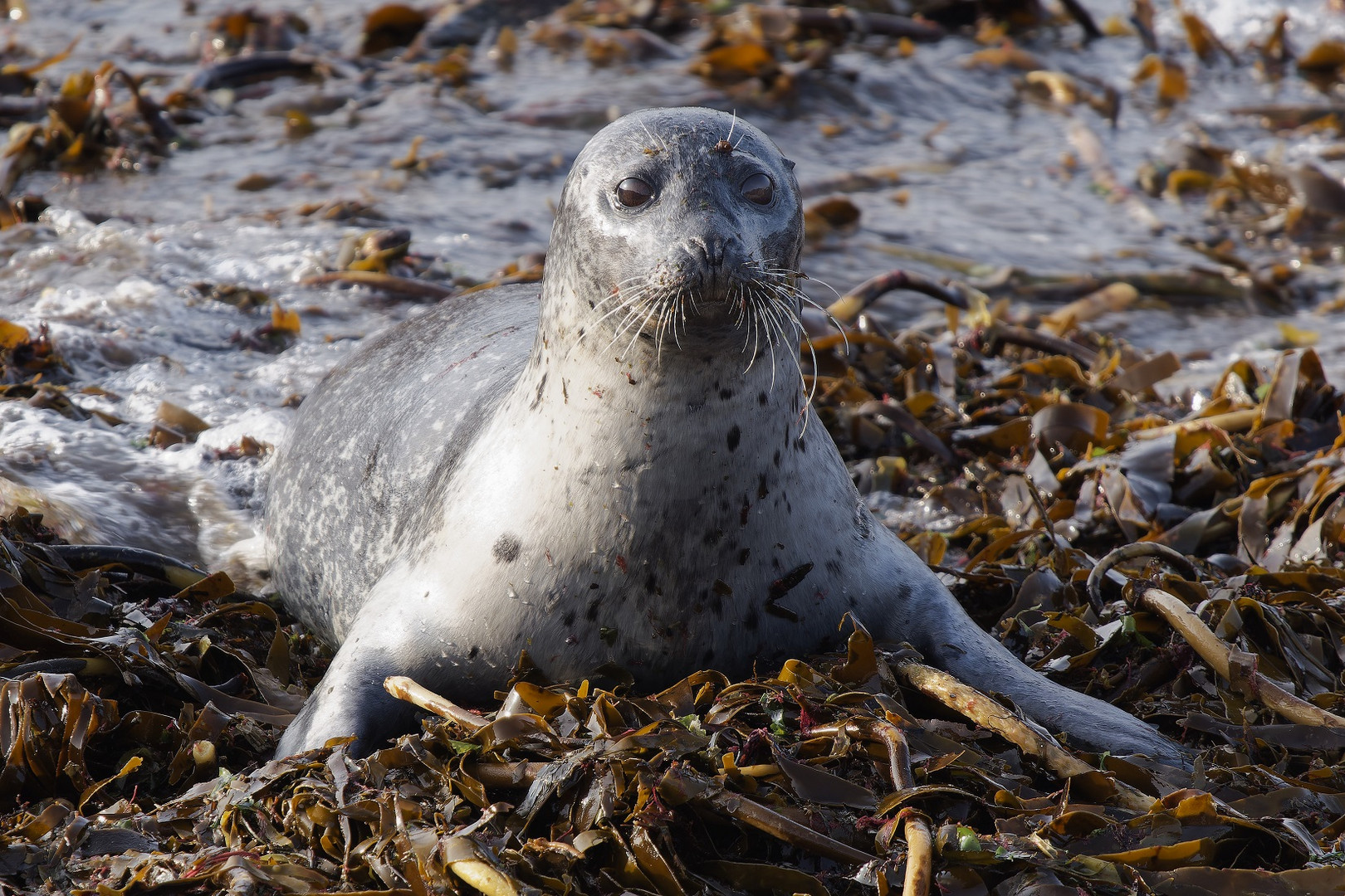 Kegelrobbe auf Helgoland