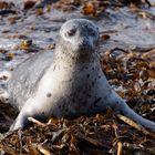 Kegelrobbe auf Helgoland