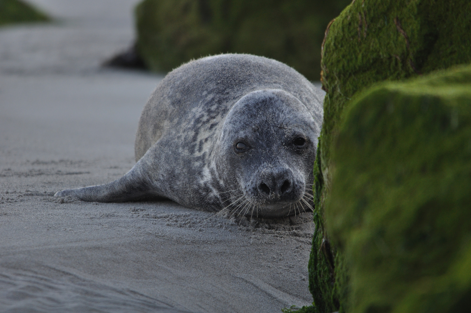 Kegelrobbe auf Helgoland