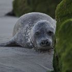 Kegelrobbe auf Helgoland