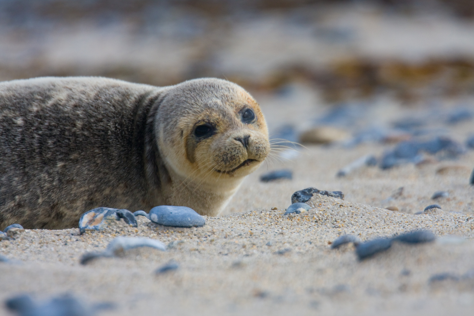 Kegelrobbe auf Helgoland