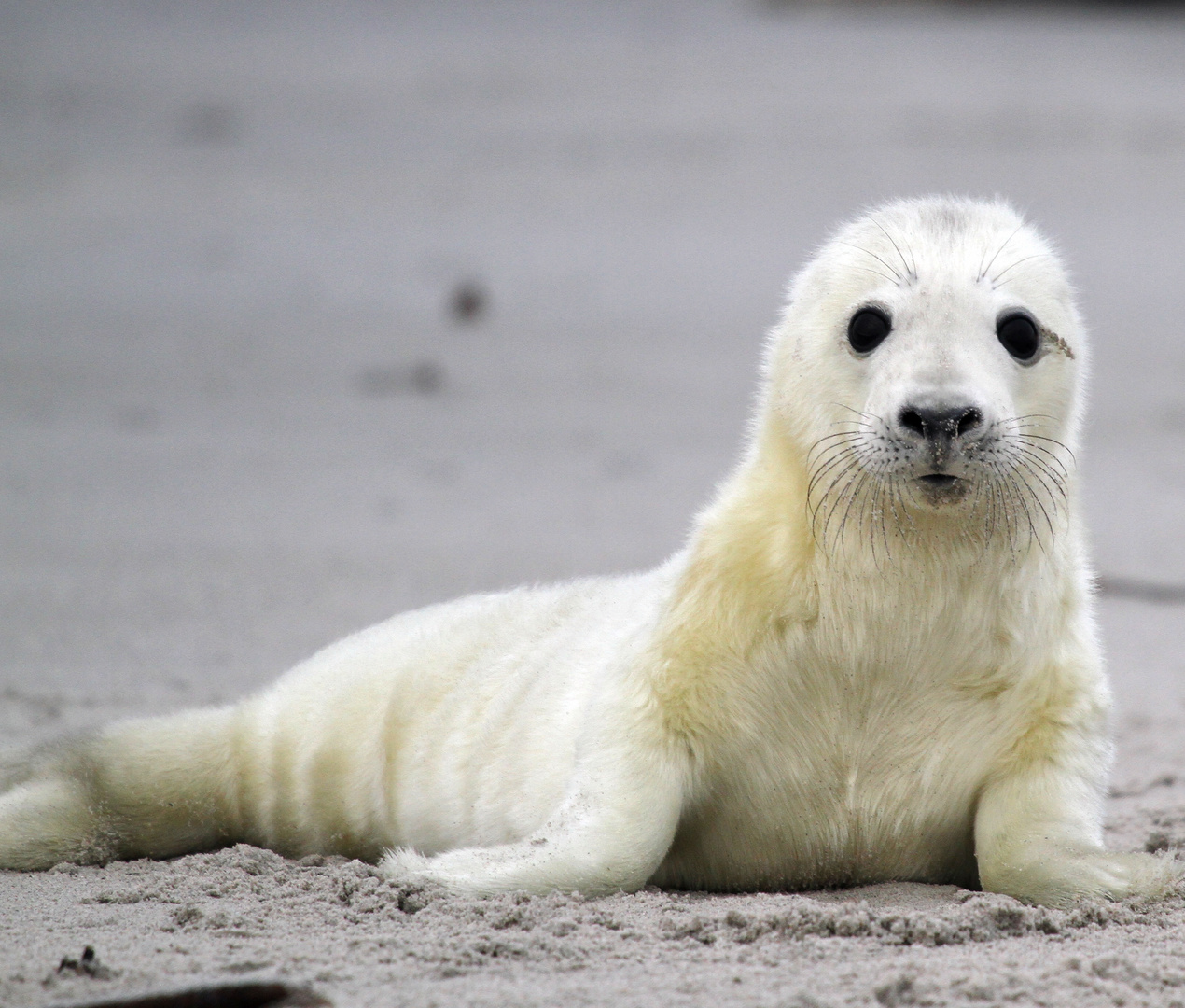 Kegelrobbe auf Helgoland Jungtier