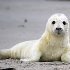 Kegelrobbe auf Helgoland Jungtier