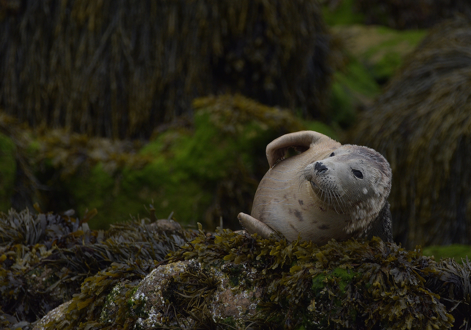 Kegelrobbe auf Puffin Island