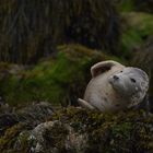 Kegelrobbe auf Puffin Island