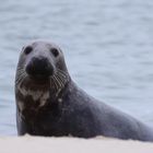 Kegelrobbe auf Sylt