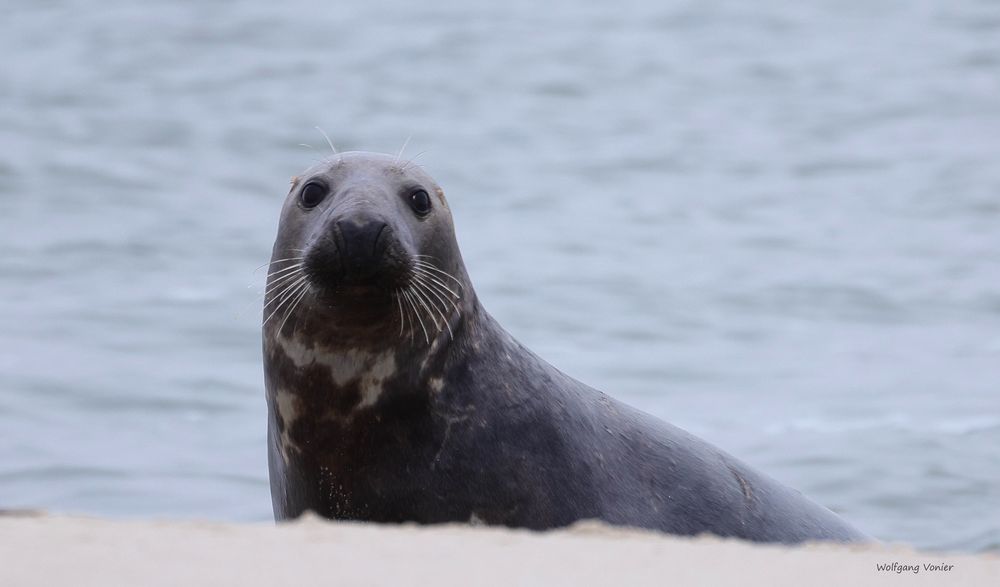 Kegelrobbe auf Sylt