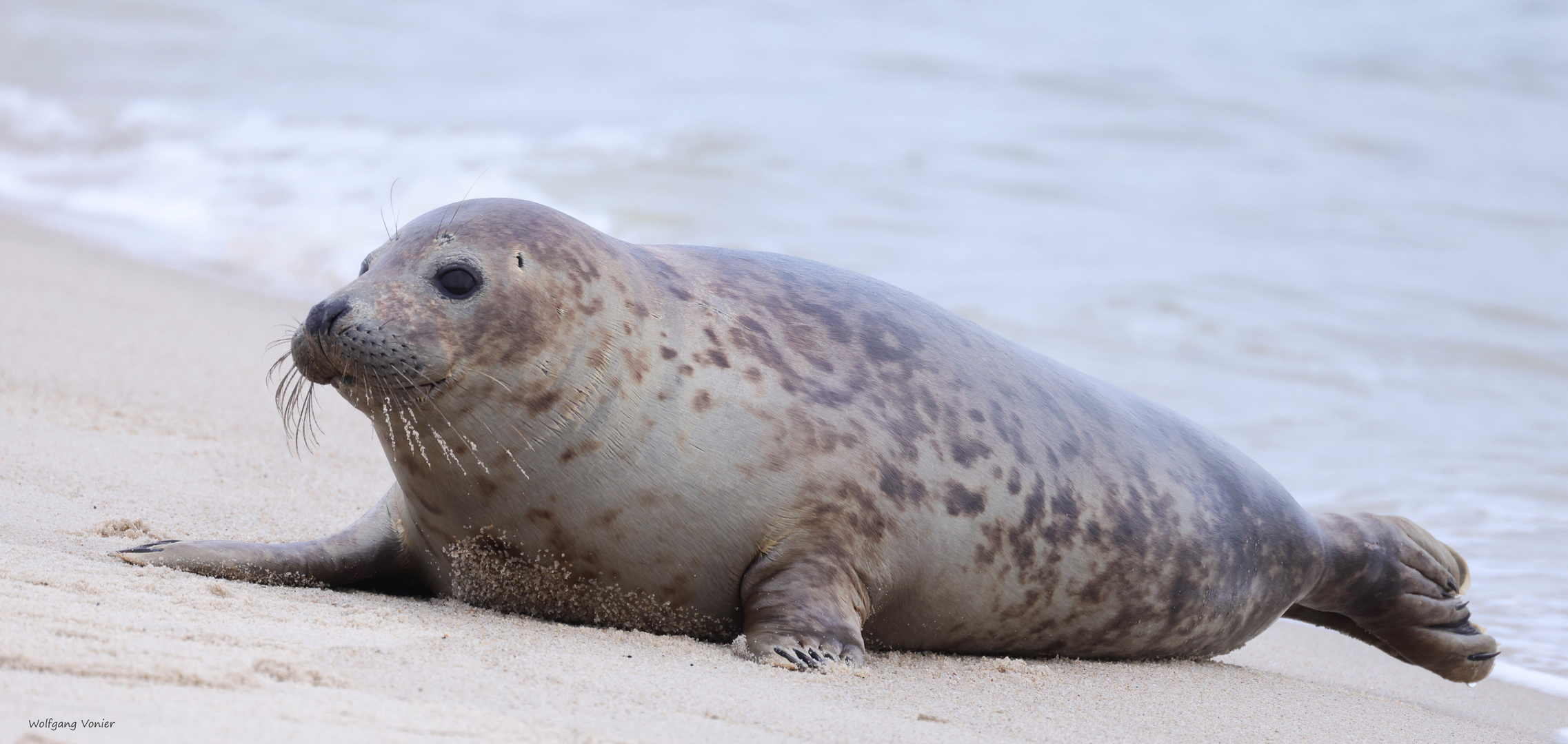 Kegelrobbe auf Sylt